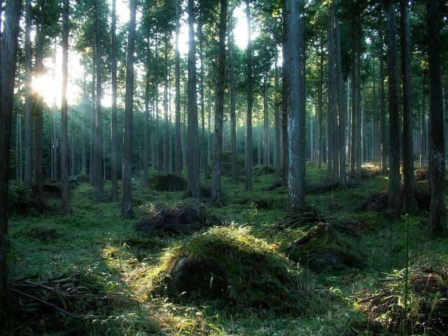 東白川村・母樹林(2015・norioさん)