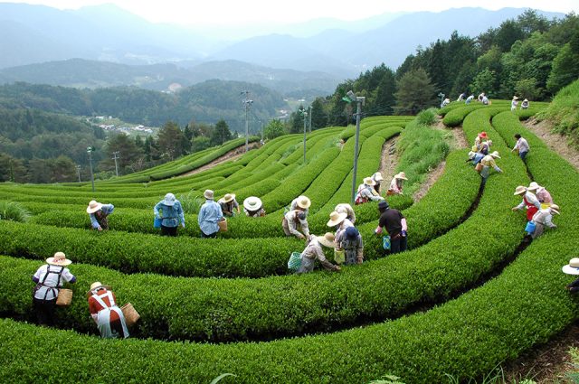 東白川村の茶畑で茶摘み