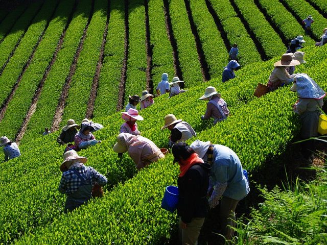 フォトコン2015_品評会の茶摘み