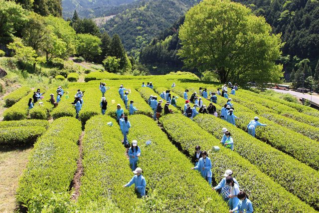 名古屋女子大学の中学生による白川茶の茶摘み体験