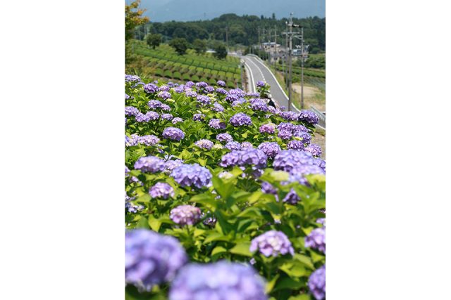 山麓道路