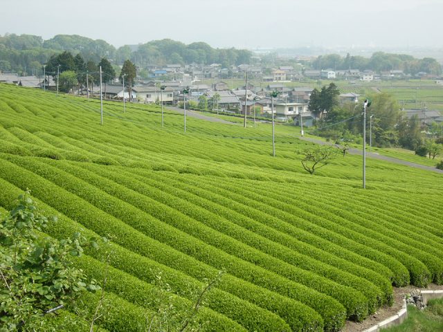 池田町に広がる茶畑