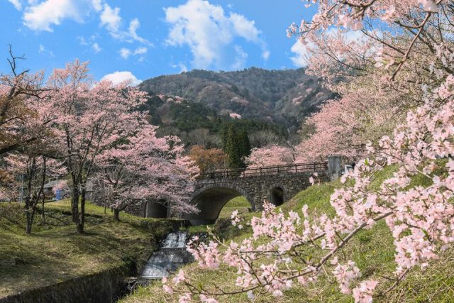 「霞間ヶ渓」の桜