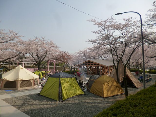 「大津谷公園キャンプ場」でお花見キャンプ