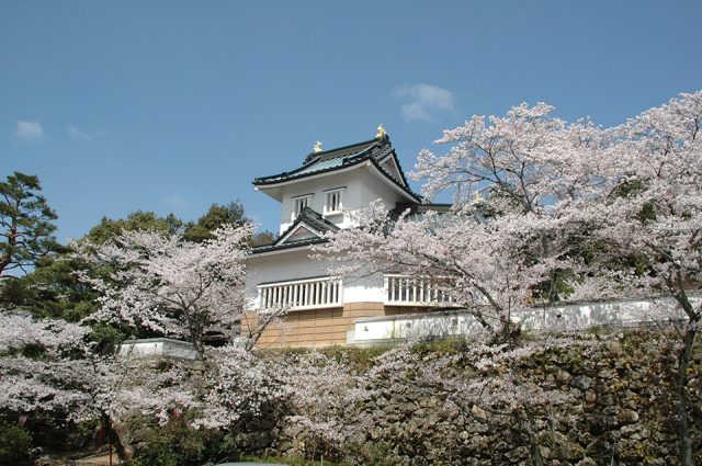 小倉公園の桜風景