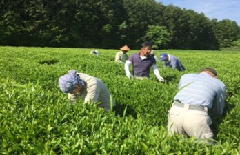 舳五山茶の茶園