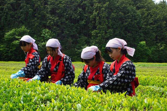 舳五山茶の茶摘み風景