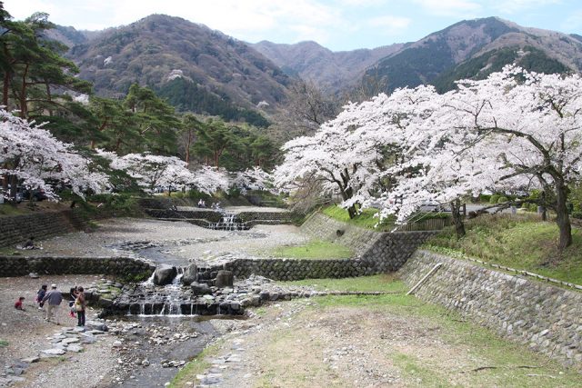 春の養老公園の風景