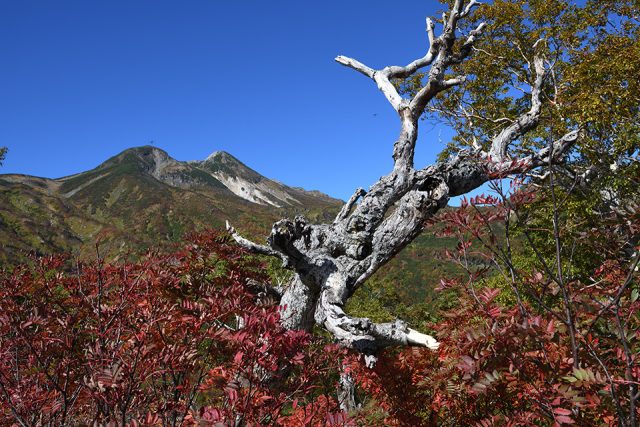大白川白山の風景
