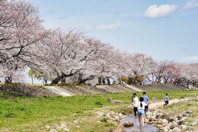 笠松みなと公園の桜