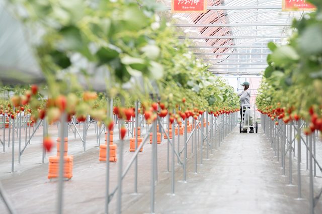 体験農園みとかのいちご狩り