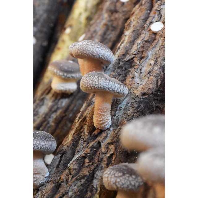 武儀地域の原木しいたけ